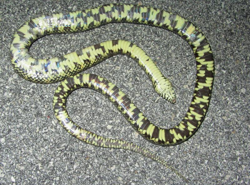 Florida Kingsnake (Lampropeltis getula floridana)