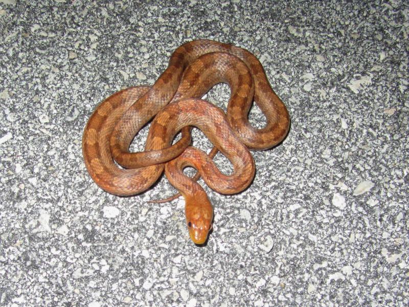 Everglades Ratsnake (Pantherophis obsoletus rossalleni)