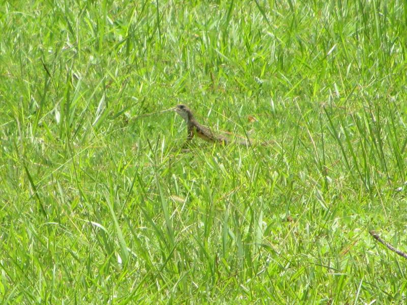 Butterfly Lizard (Leiolepis belliana)