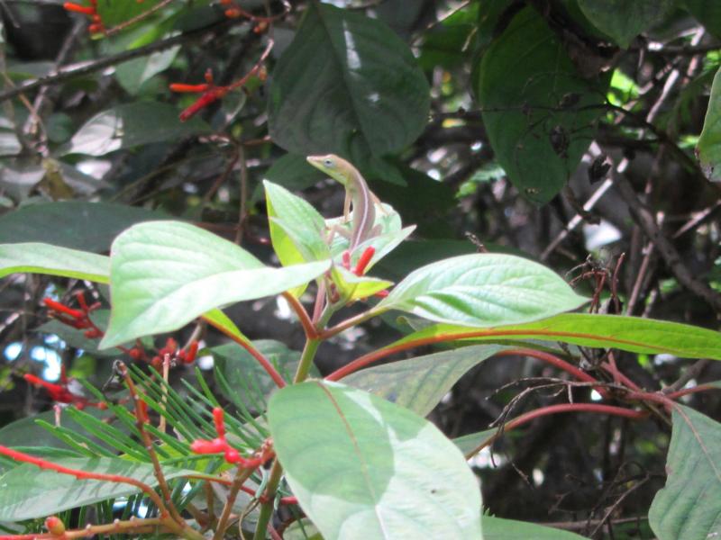 Cuban Green Anole (Anolis porcatus)