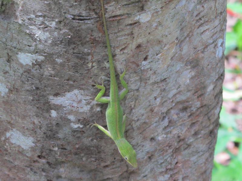 Cuban Green Anole (Anolis porcatus)