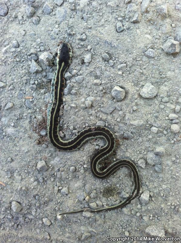 Puget Sound Gartersnake (Thamnophis sirtalis pickeringii)