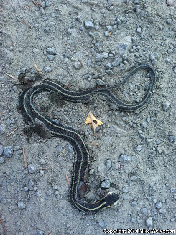 Puget Sound Gartersnake (Thamnophis sirtalis pickeringii)