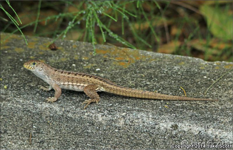 Red-sided Curly-tailed Lizard (Leiocephalus schreibersii)