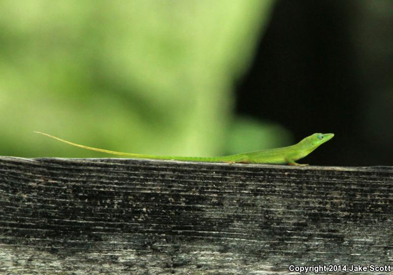 Hispaniolan Green Anole (Anolis chlorocyanus)