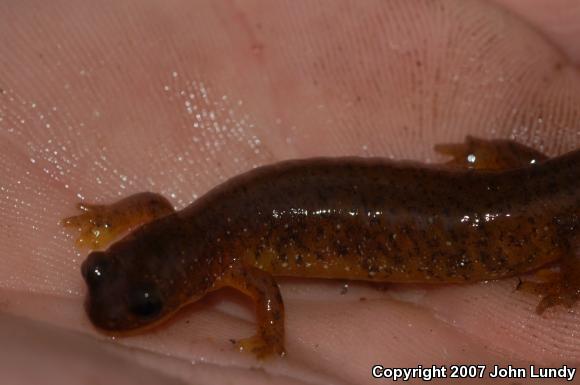 Cascade Torrent Salamander (Rhyacotriton cascadae)