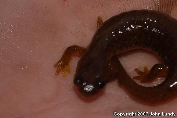 Cascade Torrent Salamander (Rhyacotriton cascadae)