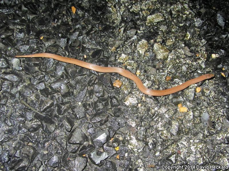 Western Smooth Earthsnake (Virginia valeriae elegans)