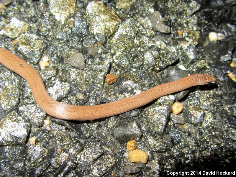 Western Smooth Earthsnake (Virginia valeriae elegans)