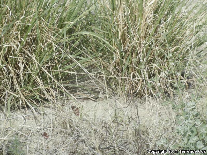 Arizona Striped Whiptail (Aspidoscelis arizonae)