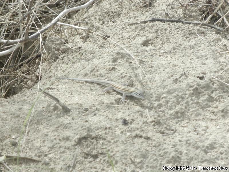 Arizona Striped Whiptail (Aspidoscelis arizonae)