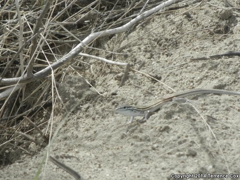 Arizona Striped Whiptail (Aspidoscelis arizonae)