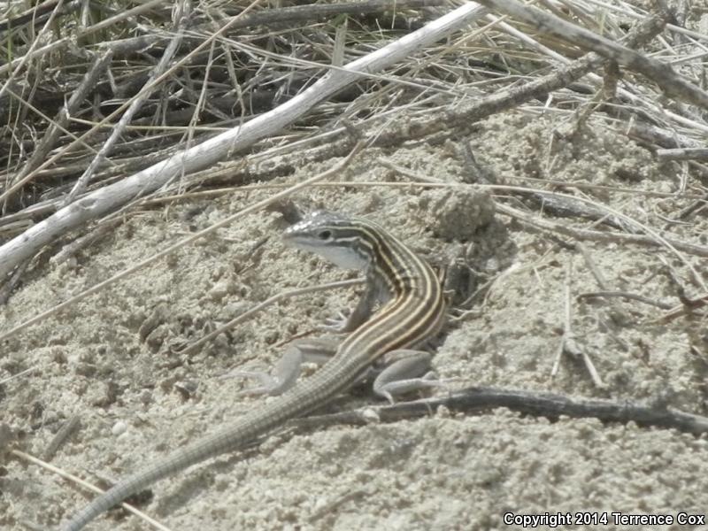 Arizona Striped Whiptail (Aspidoscelis arizonae)