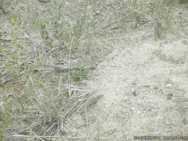 Arizona Striped Whiptail (Aspidoscelis arizonae)