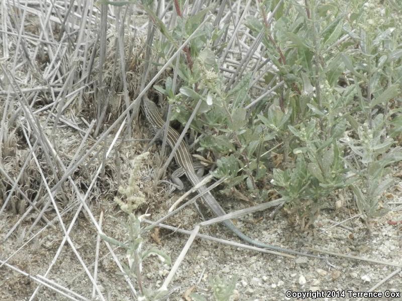 Arizona Striped Whiptail (Aspidoscelis arizonae)