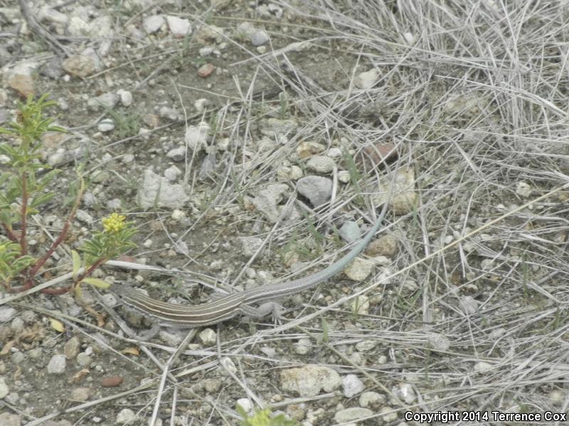 Arizona Striped Whiptail (Aspidoscelis arizonae)