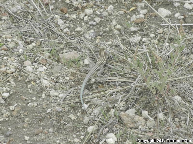 Arizona Striped Whiptail (Aspidoscelis arizonae)