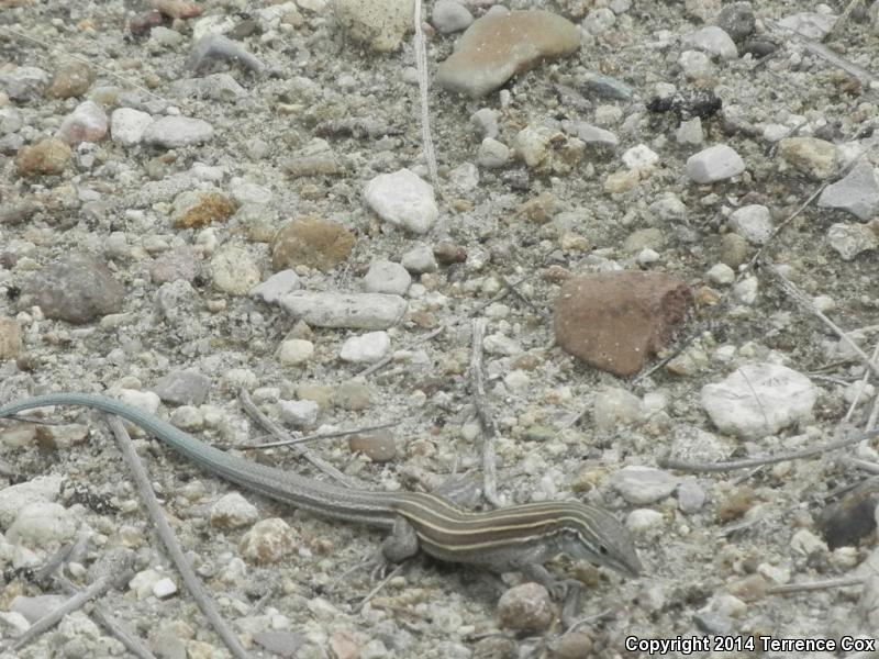 Arizona Striped Whiptail (Aspidoscelis arizonae)