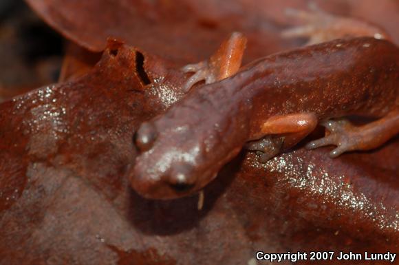 Oregon Ensatina (Ensatina eschscholtzii oregonensis)