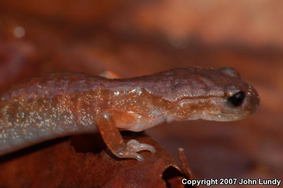 Oregon Ensatina (Ensatina eschscholtzii oregonensis)