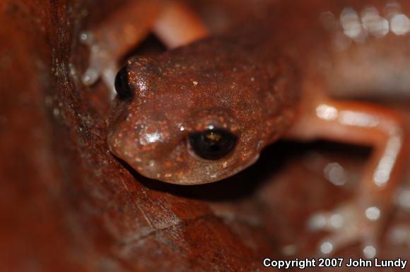 Oregon Ensatina (Ensatina eschscholtzii oregonensis)