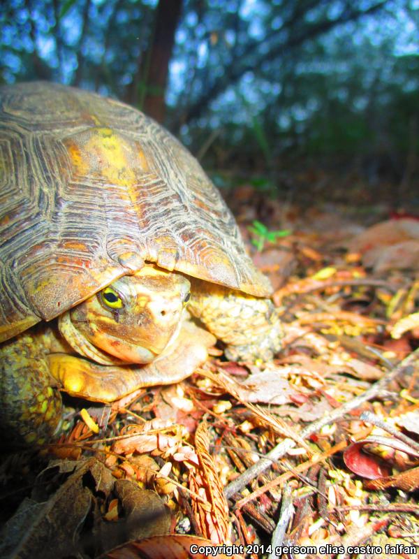 Oaxaca Spotted Wood Turtle (Rhinoclemmys rubida rubida)