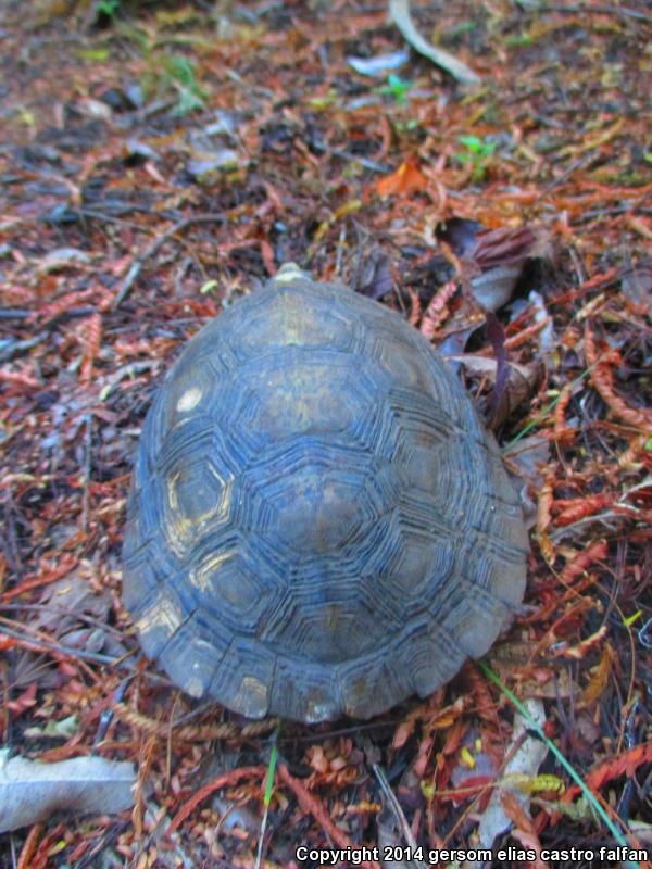 Oaxaca Spotted Wood Turtle (Rhinoclemmys rubida rubida)