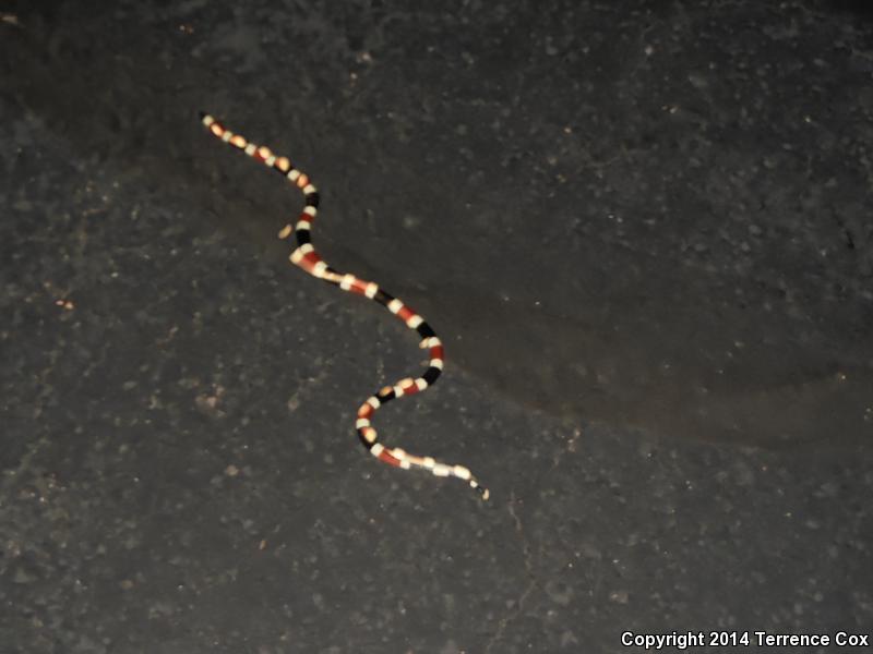 Arizona Coralsnake (Micruroides euryxanthus euryxanthus)