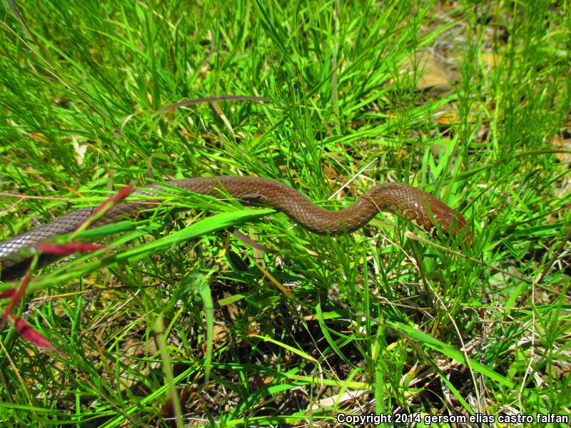 Neotropical Whipsnake (Coluber mentovarius)