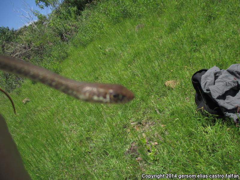 Neotropical Whipsnake (Coluber mentovarius)