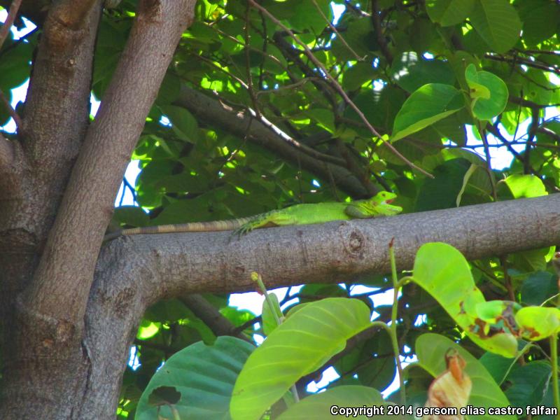 Mexican Spiny-tailed Iguana (Ctenosaura pectinata)