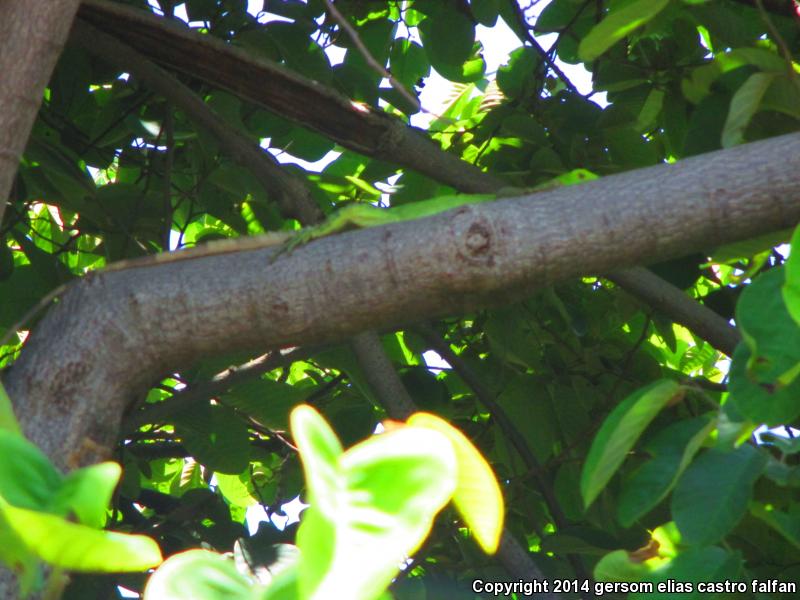 Mexican Spiny-tailed Iguana (Ctenosaura pectinata)