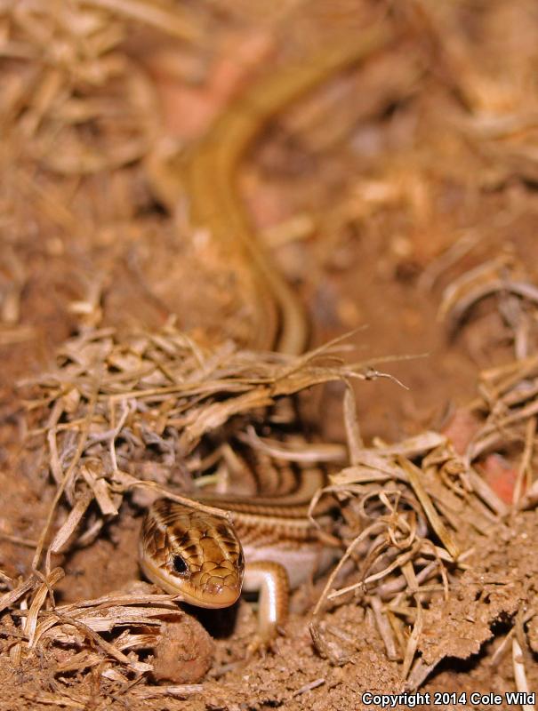 Northern Many-lined Skink (Plestiodon multivirgatus multivirgatus)