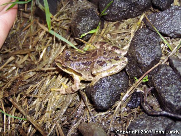 Western Oregon Treefrog (Pseudacris regilla pacifica)