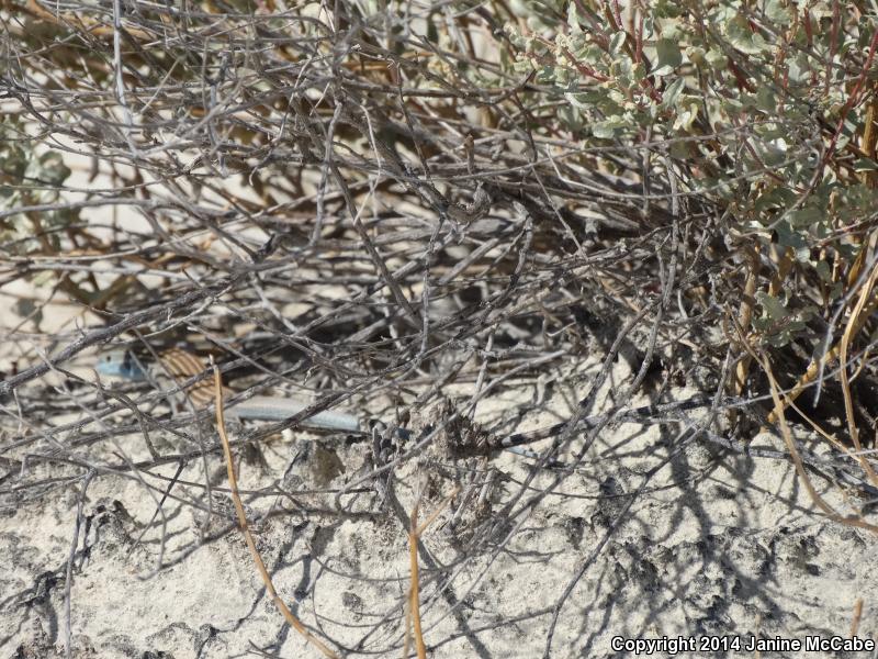 Arizona Striped Whiptail (Aspidoscelis arizonae)