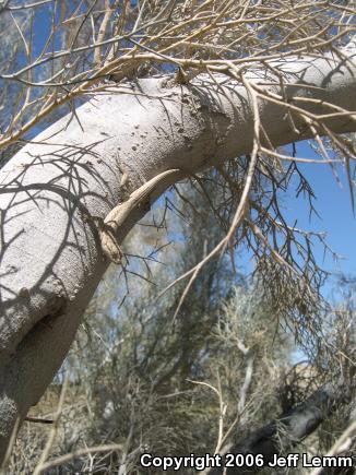 Western Long-tailed Brush Lizard (Urosaurus graciosus graciosus)