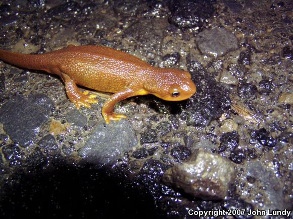 Northern Rough-skinned Newt (Taricha granulosa granulosa)