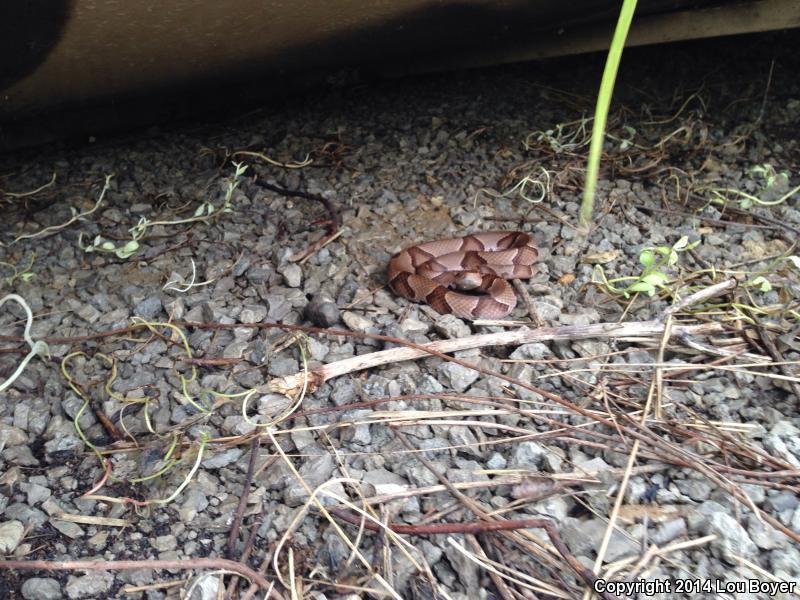 Osage Copperhead (Agkistrodon contortrix phaeogaster)