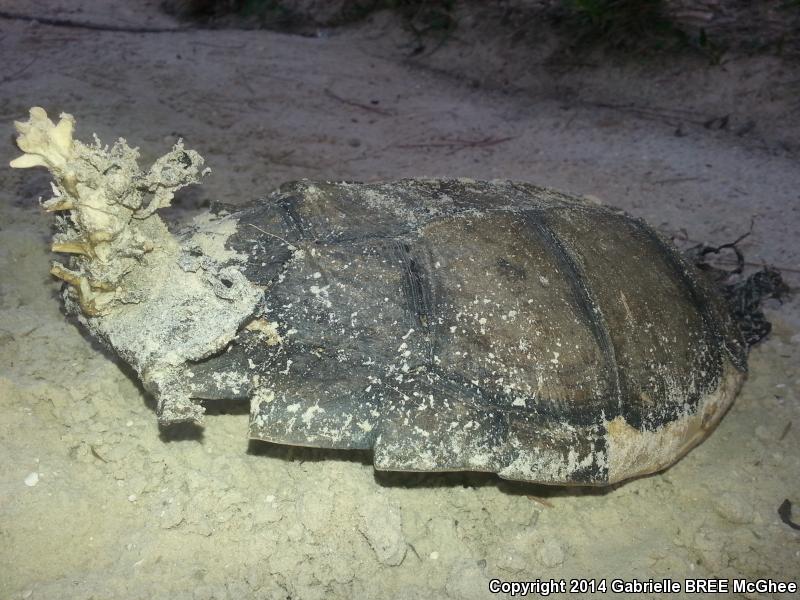 Florida Snapping Turtle (Chelydra serpentina osceola)