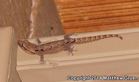 Mourning Gecko (Lepidodactylus lugubris)