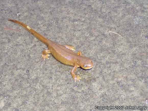 Northern Rough-skinned Newt (Taricha granulosa granulosa)