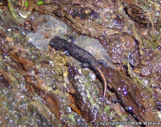 Clouded Salamander (Aneides ferreus)