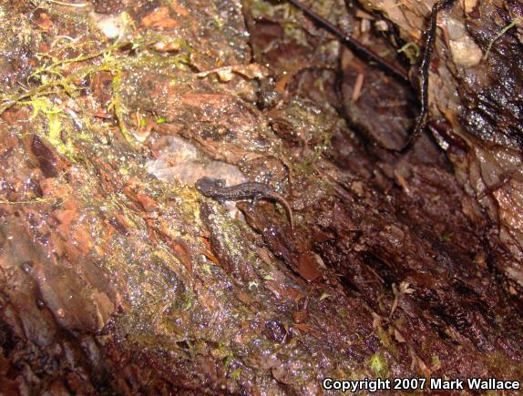 Clouded Salamander (Aneides ferreus)