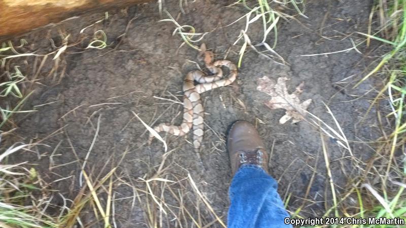 Osage Copperhead (Agkistrodon contortrix phaeogaster)