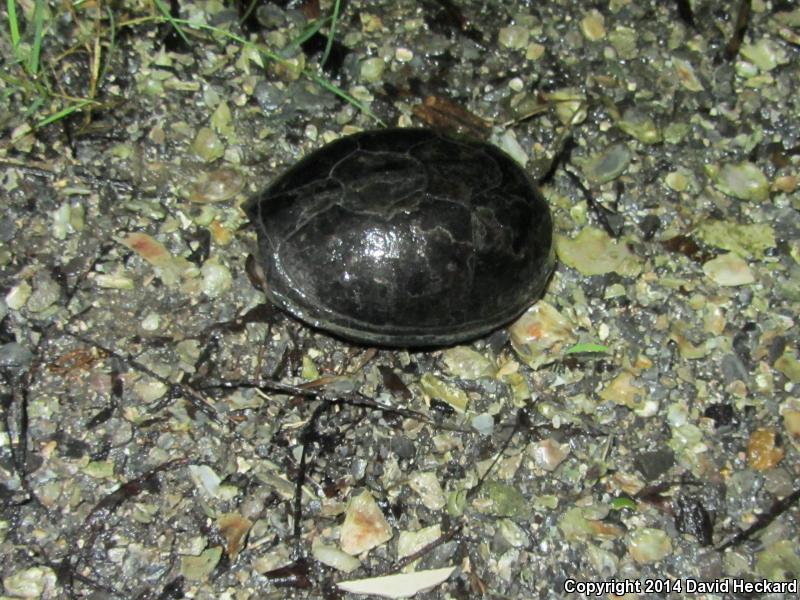 Mississippi Mud Turtle (Kinosternon subrubrum hippocrepis)