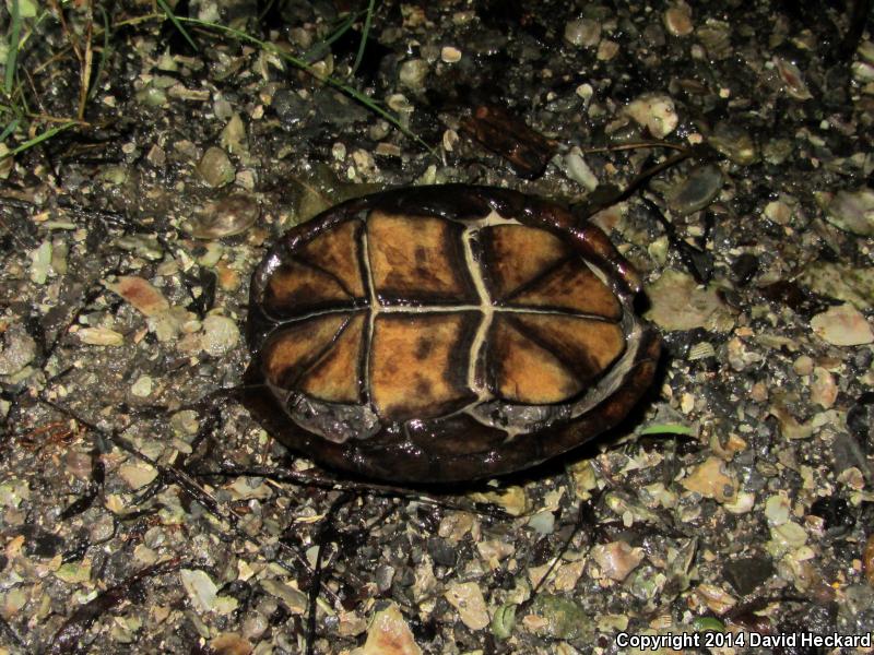 Mississippi Mud Turtle (Kinosternon subrubrum hippocrepis)
