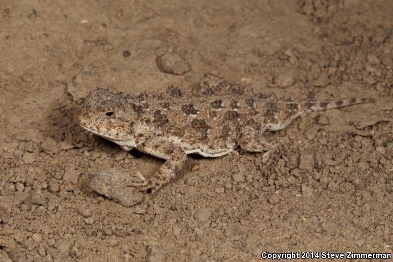 Pygmy Short-horned Lizard (Phrynosoma douglasii)