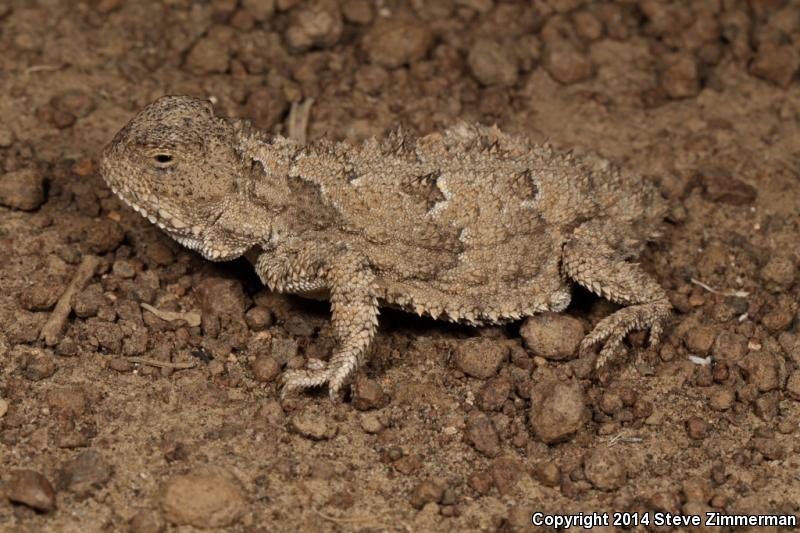 Pygmy Short-horned Lizard (Phrynosoma douglasii)