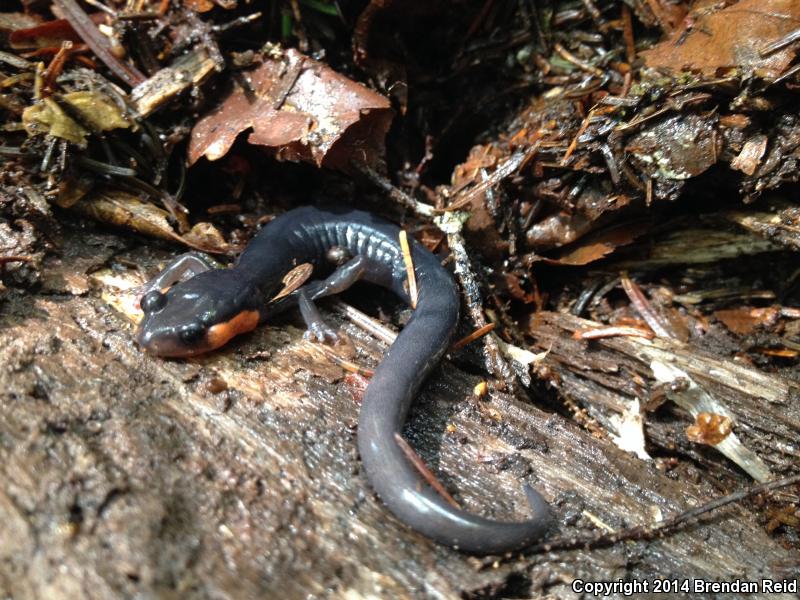 Red-cheeked Salamander (Plethodon jordani)