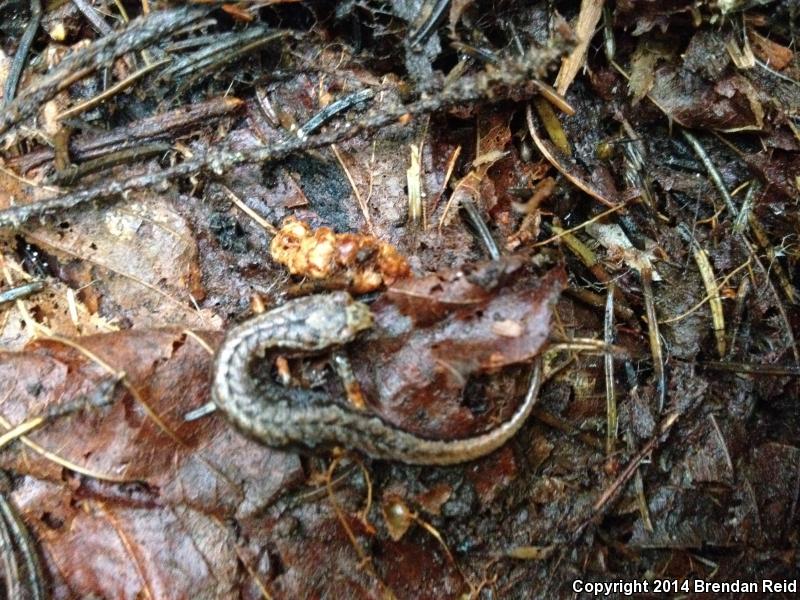 Pygmy Salamander (Desmognathus wrighti)